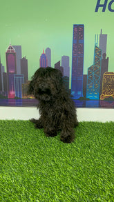 Black Mini Poodle For Sale In Dubai